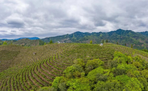 有关于农发行百色市田阳支行：5300万元贷款再助力凌云茶产业发展的信息