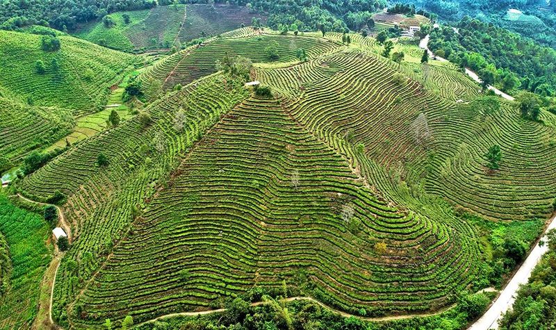 关于昌宁：2023年茶产业稳步发展的信息(1)