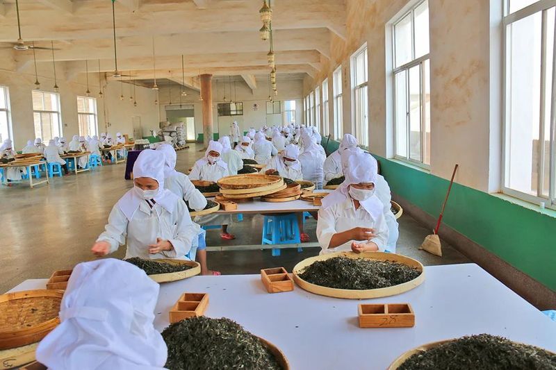 关于昌宁：2023年茶产业稳步发展的信息(2)