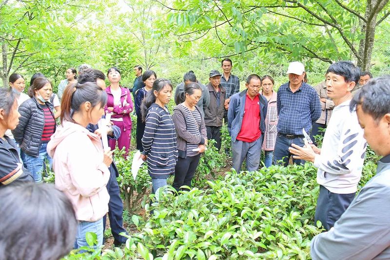 关于昌宁：2023年茶产业稳步发展的信息(3)