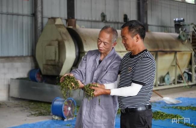 关于贵州岑巩：一片茶叶“出海记”的消息(3)