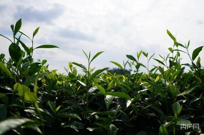 关于贵州岑巩：一片茶叶“出海记”的消息(2)