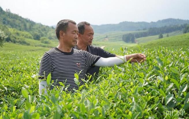 关于贵州岑巩：一片茶叶“出海记”的消息(1)