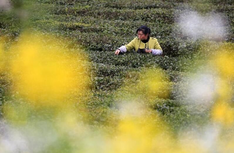 关于雨润青山云出岫 风过乌蒙茶飘香的最新消息(2)