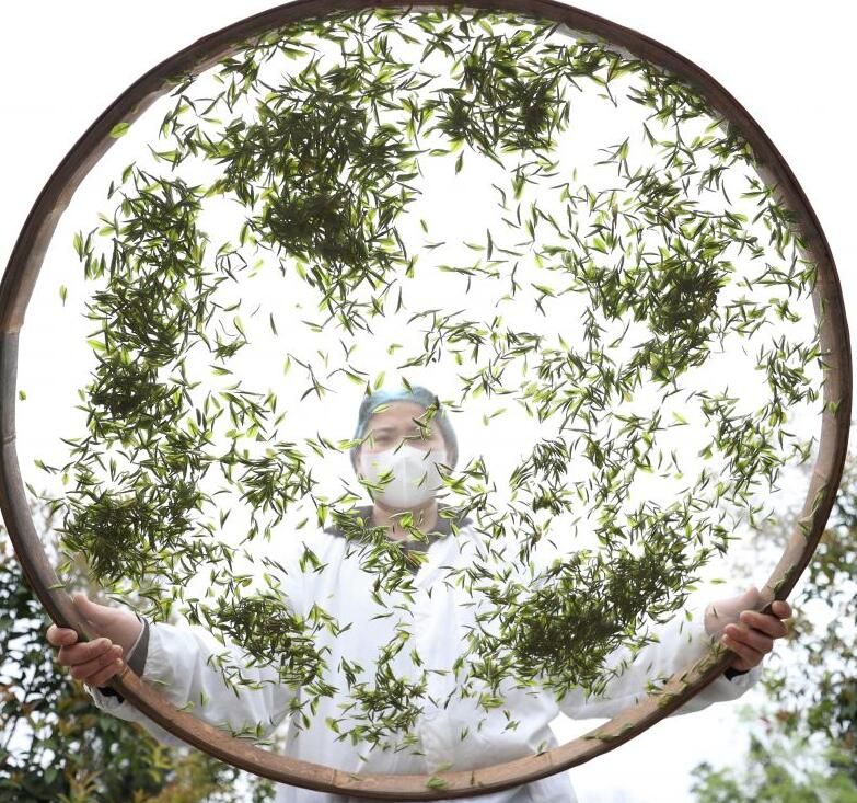 关于雨润青山云出岫 风过乌蒙茶飘香的最新消息(4)