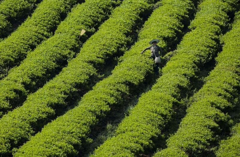 关于雨润青山云出岫 风过乌蒙茶飘香的最新消息(3)