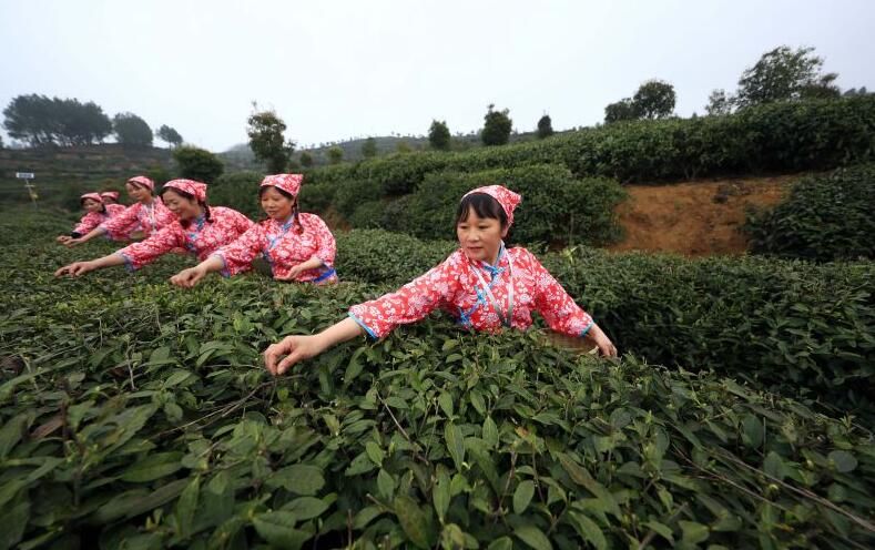 关于雨润青山云出岫 风过乌蒙茶飘香的最新消息(1)