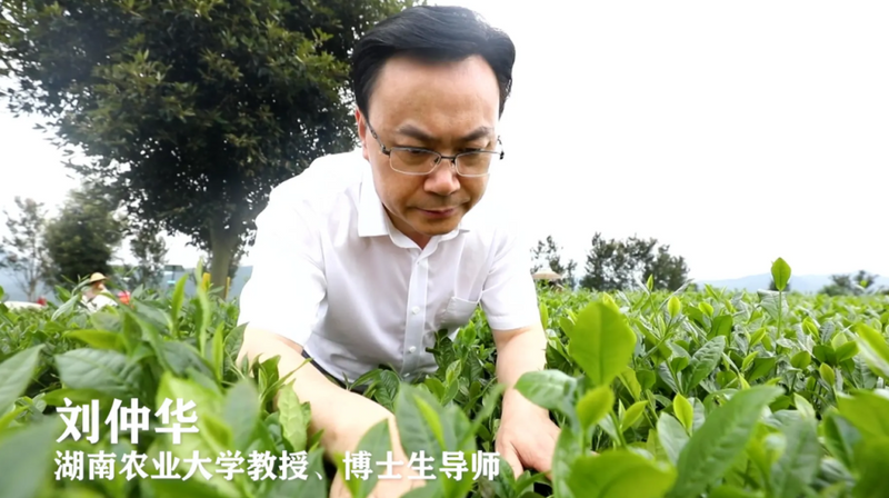 关于想抱院士“大腿”？“捡漏”211、985？那还不选茶学！的消息(5)