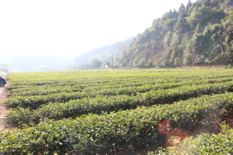 关于武平桃溪镇：以茶为媒赋能乡村振兴路的最新消息