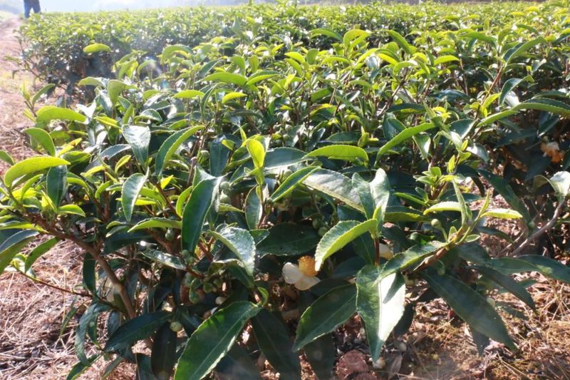 关于武平桃溪镇：以茶为媒赋能乡村振兴路的最新消息(1)