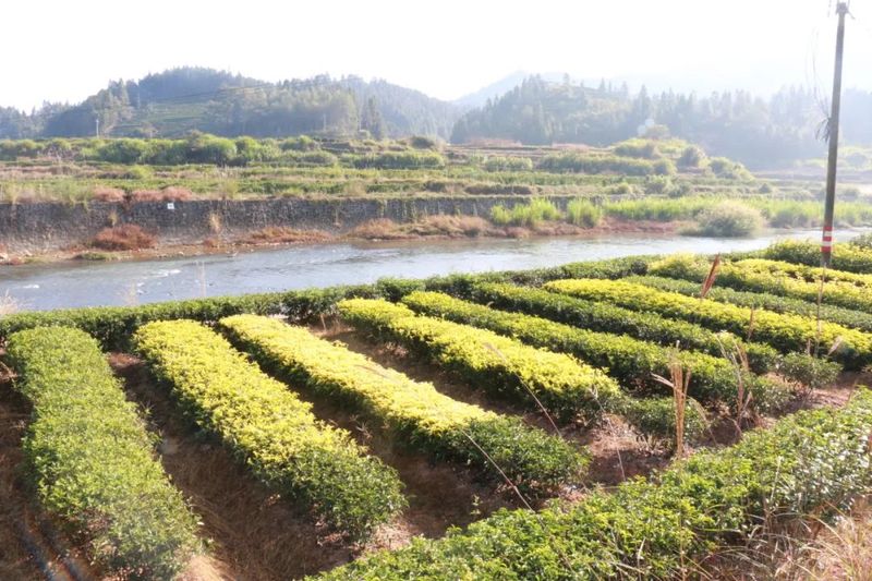 关于武平桃溪镇：以茶为媒赋能乡村振兴路的最新消息(2)