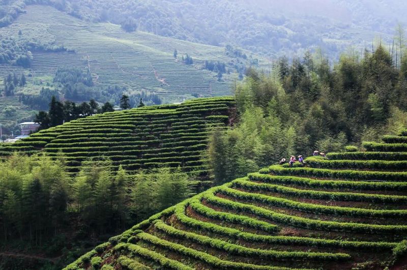 有关于茶叶公用品牌的支点——文化  区域品牌论的信息(1)