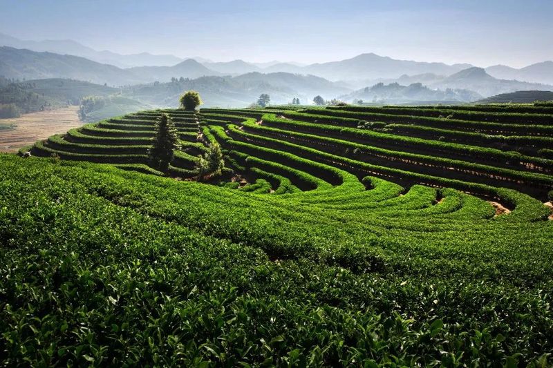 有关于茶叶公用品牌的支点——文化  区域品牌论的信息(5)