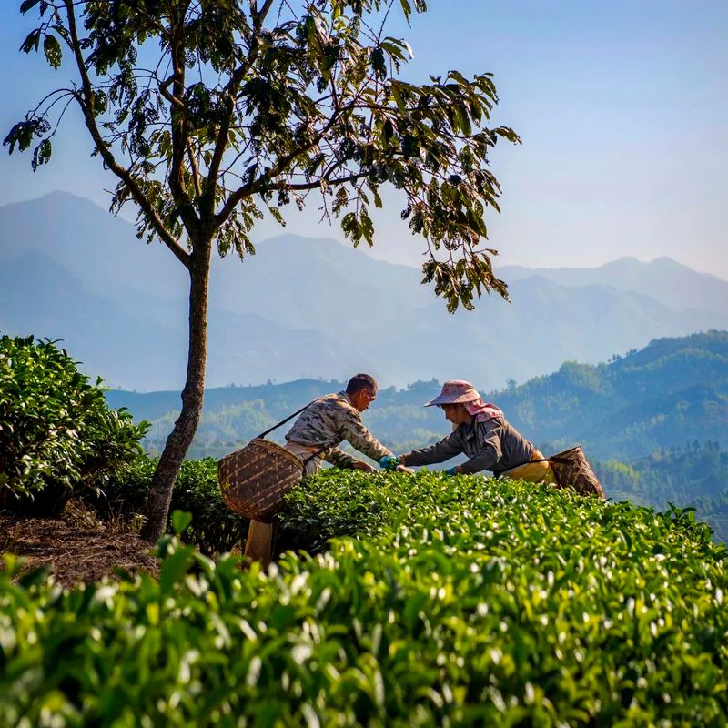 有关于茶叶公用品牌的支点——文化  区域品牌论的信息(4)