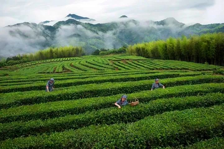 有关于全国仅30个，泰顺凭三杯香入选，“真香”在哪？的内容(1)