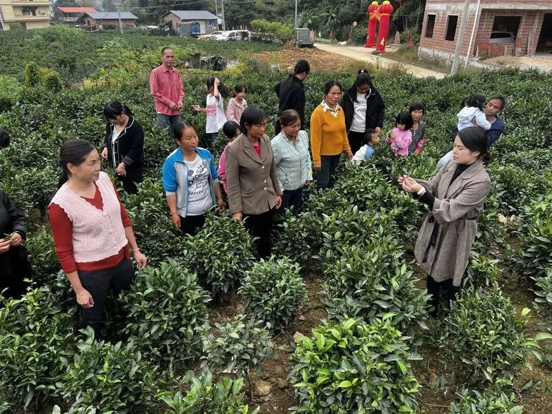 有关于苍梧：深耕一片叶 致富一方人的相关信息(1)