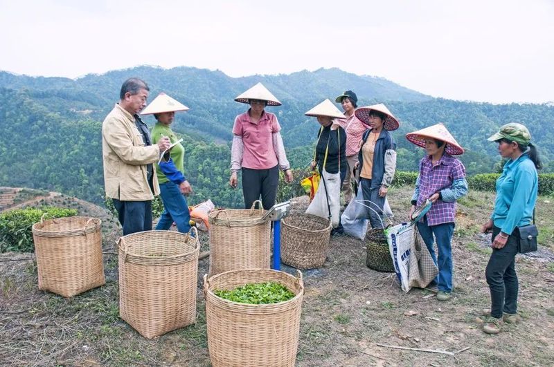 有关于苍梧：深耕一片叶 致富一方人的相关信息