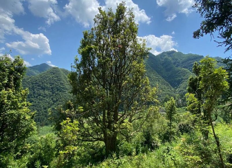有关于深山觅茶香——重庆巫溪老鹰茶产业促乡村振兴走访记的相关信息