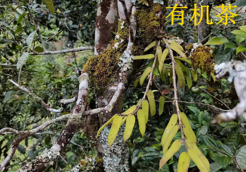 关于稳步推进八项举措 西双版纳州市场监管部门助力普洱茶产业高质量发展的信息