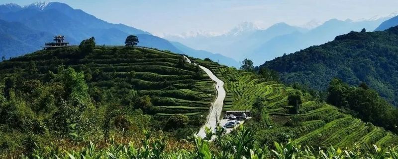 关于墨脱县农业农村局：推动茶旅融合 促进墨脱经济发展的相关内容