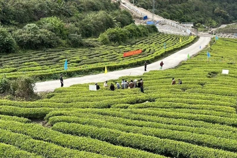 关于墨脱县农业农村局：推动茶旅融合 促进墨脱经济发展的相关内容(1)