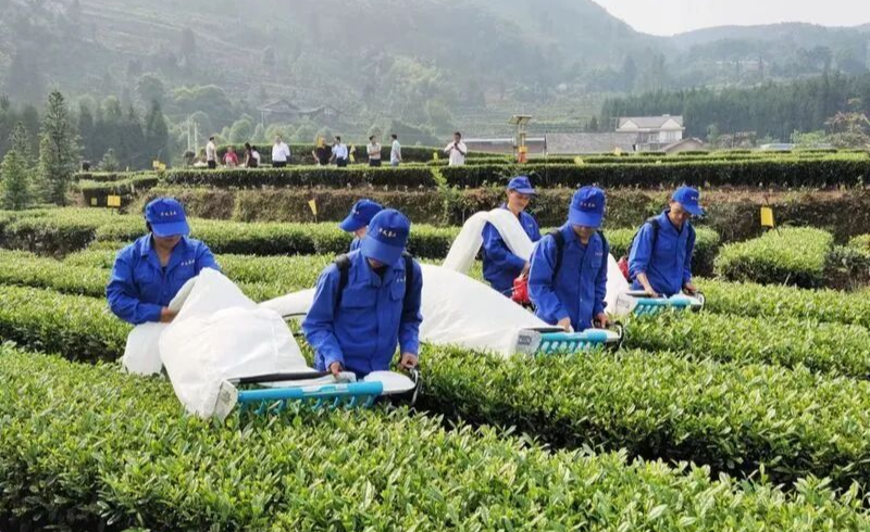 关于让夹江茶叶飘香世界的内容(4)