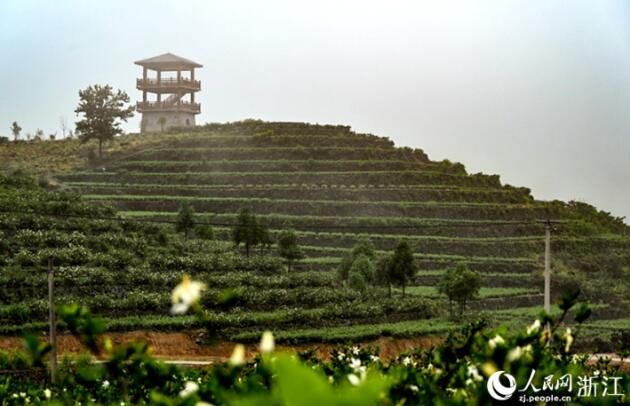 有关于浙江苍南的“共富茶园”让茶农收入从“1”到“3”的内容(1)