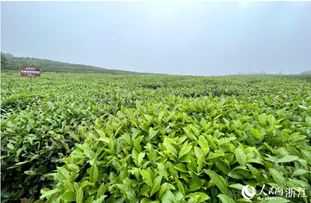 有关于浙江苍南的“共富茶园”让茶农收入从“1”到“3”的内容