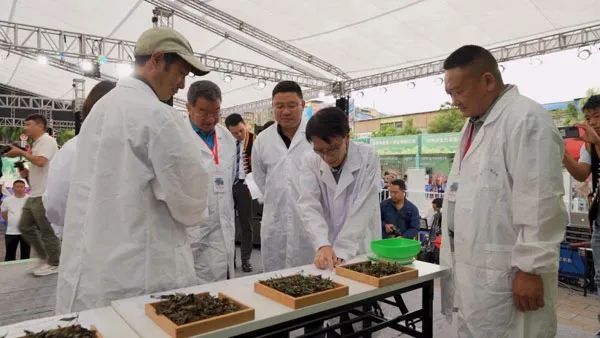有关于云南茶叶所科技助力绿春县茶王赛 赋能乡村振兴的最新消息