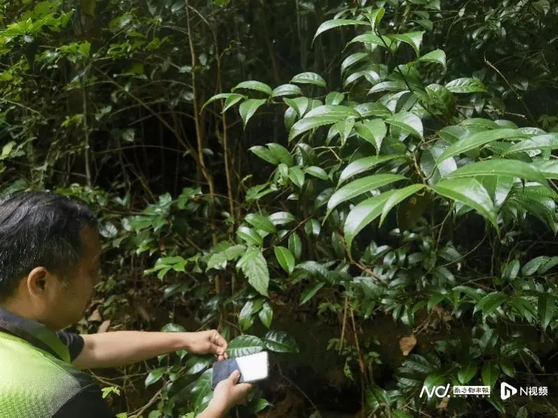 有关于茶香飘四方 叶小产业大 惠州多措并举发展特色茶产业的最新消息(5)