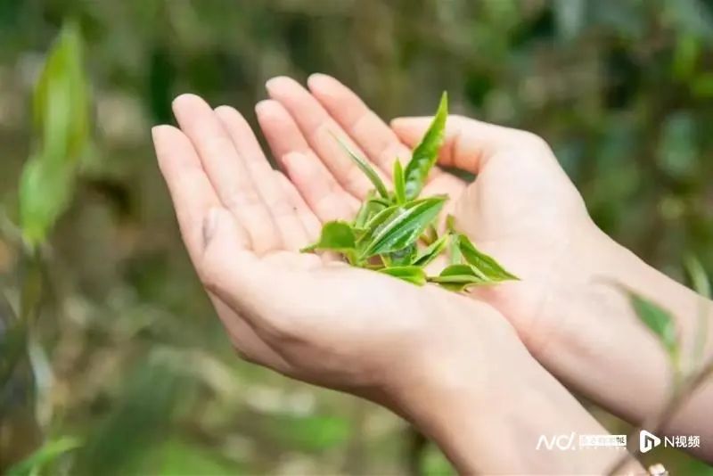 有关于茶香飘四方 叶小产业大 惠州多措并举发展特色茶产业的最新消息(3)