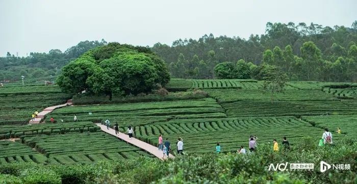 有关于茶香飘四方 叶小产业大 惠州多措并举发展特色茶产业的最新消息(9)
