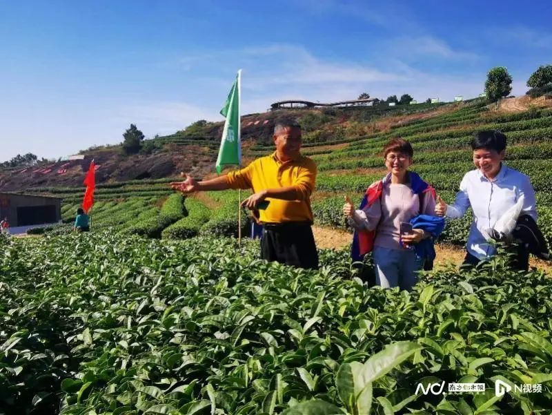 有关于茶香飘四方 叶小产业大 惠州多措并举发展特色茶产业的最新消息(13)