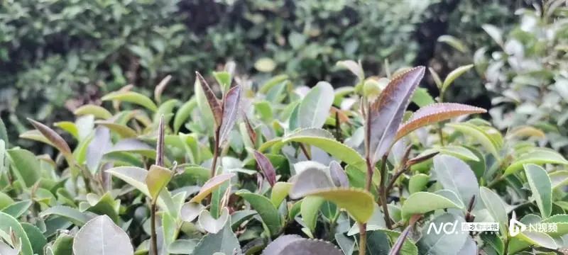 有关于茶香飘四方 叶小产业大 惠州多措并举发展特色茶产业的最新消息(7)