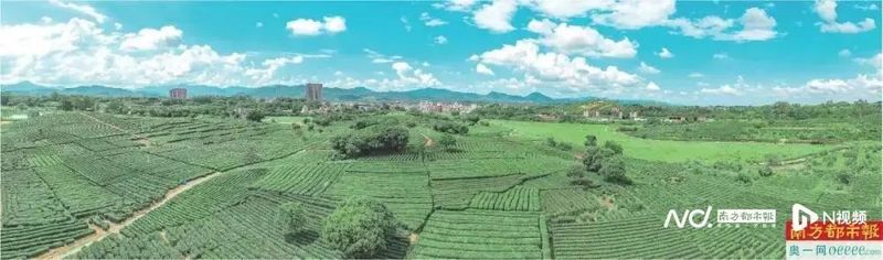 有关于茶香飘四方 叶小产业大 惠州多措并举发展特色茶产业的最新消息(2)