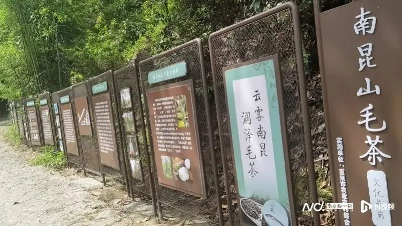 有关于茶香飘四方 叶小产业大 惠州多措并举发展特色茶产业的最新消息(6)