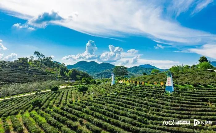 有关于茶香飘四方 叶小产业大 惠州多措并举发展特色茶产业的最新消息(8)