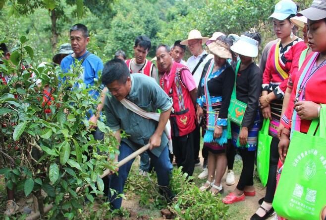 有关于澜沧县开展茶农技能培训的消息