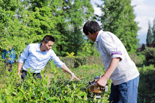 有关于产研融合 “小茶叶”托起“大产业”的消息