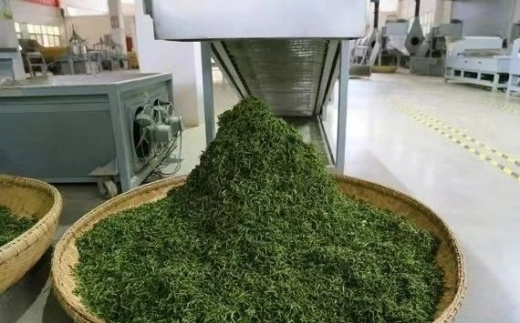 关于遵义凤冈茶产业打响“三转”升级战的信息(3)