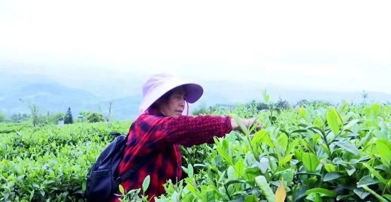 关于遵义凤冈茶产业打响“三转”升级战的信息(1)