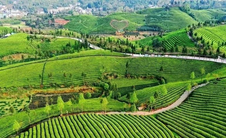 关于遵义凤冈茶产业打响“三转”升级战的信息