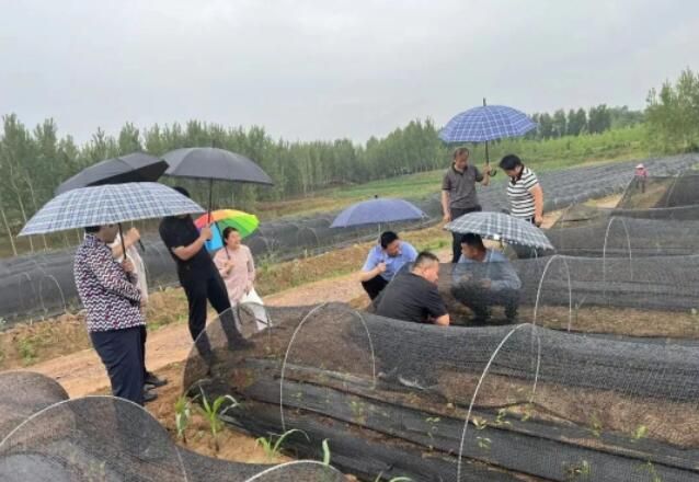 有关于诸城市政协主席王爱民调研茶产业发展情况的信息(2)