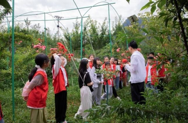 关于巫溪红池坝镇开展夏茶采摘制作实践活动的资讯
