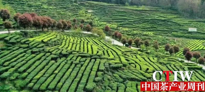 有关于利川市：品牌建设为茶产业发展赋能的新闻
