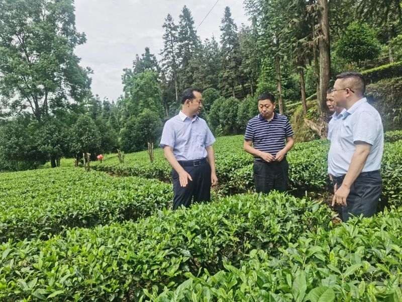 关于邹家文调研茶产业发展工作的相关内容