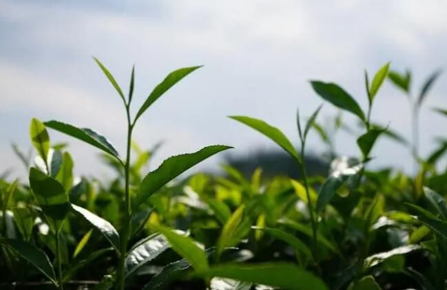 关于岑巩县天马镇：发展绿茶产业 带领群众增收致富的相关内容(1)