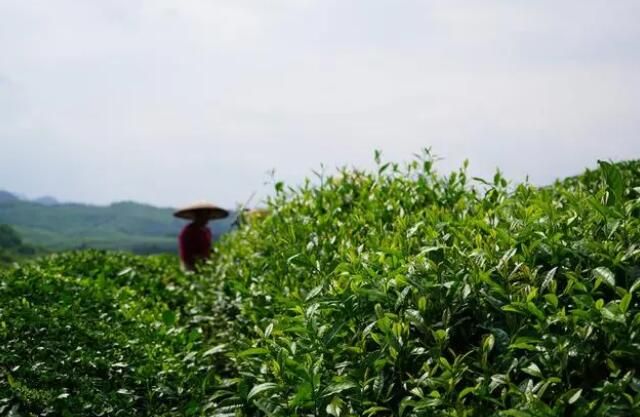 关于岑巩县天马镇：发展绿茶产业 带领群众增收致富的相关内容