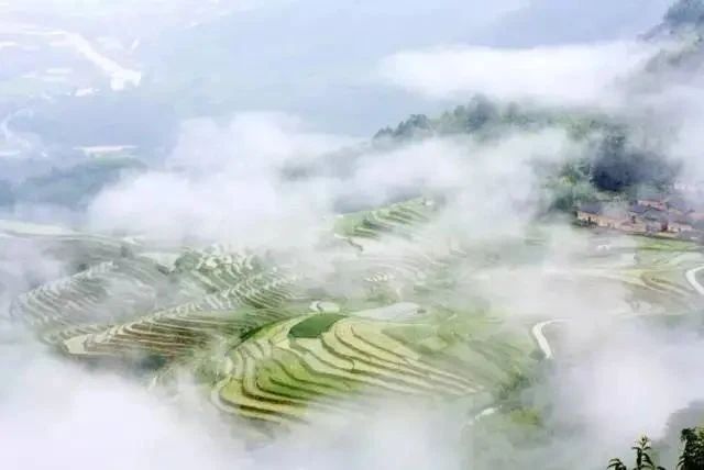 有关于农民日报：福建政和县“茶叶+”模式发展茶叶新业态—一片叶子的延展的内容