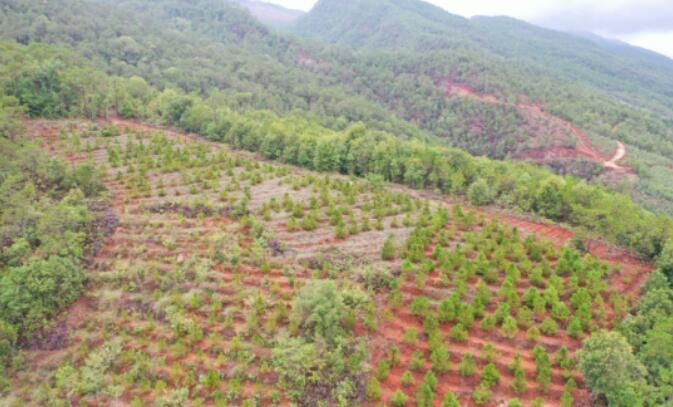 有关于镇沅：严厉整治毁林种茶 守住绿水青山的资讯